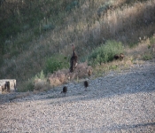 MontanaTurkeys2013 008